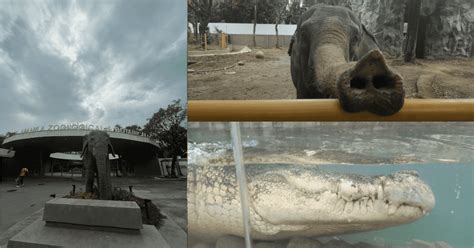 manila zoological and botanical garden tickets|FIRST LOOK: A sneak peek at Manila Zoo's return to .